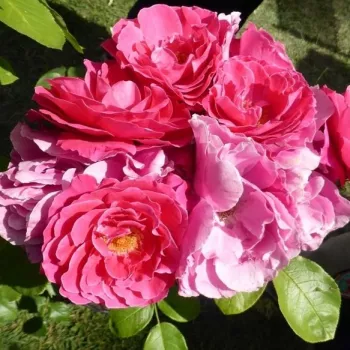 Sötétrózsaszín - as - diszkrét illatú rózsa - fűszer aromájú