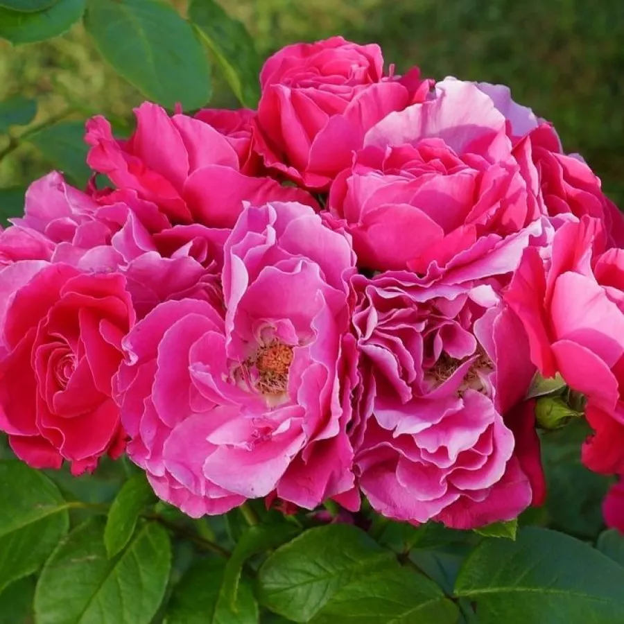 Virágágyi floribunda rózsa - Rózsa - Akaroa - kertészeti webáruház