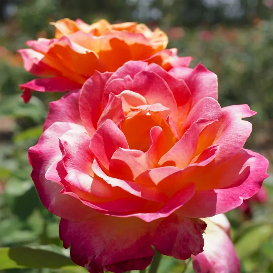 Róża bez zapachu - Róża - Broadway - sadzonki róż sklep internetowy - online