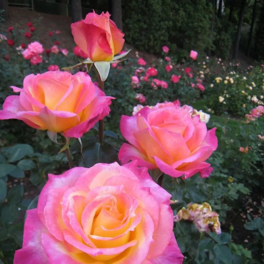 Vrtnice čajevke - Roza - Broadway - vrtnice - proizvodnja in spletna prodaja sadik