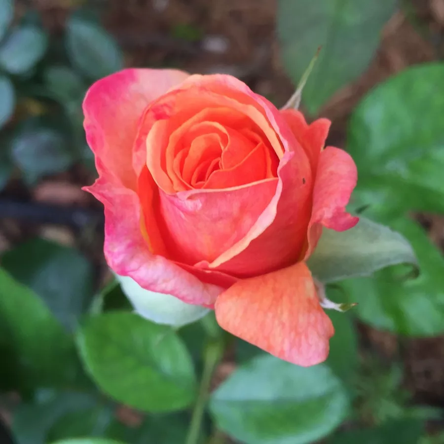 Filiżankowy - Róża - Broadway - sadzonki róż sklep internetowy - online