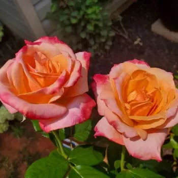 Rosa - edelrosen - teehybriden   (60-80 cm)