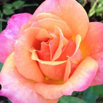 Narudžba ruža - ružičasta - hibridna čajevka - bezmirisna ruža - Broadway - (60-80 cm)