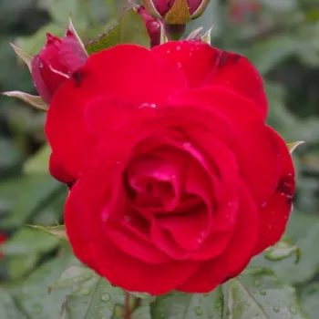 ROYAL OCCASION – piros virágágyi floribunda rózsa - Tantau