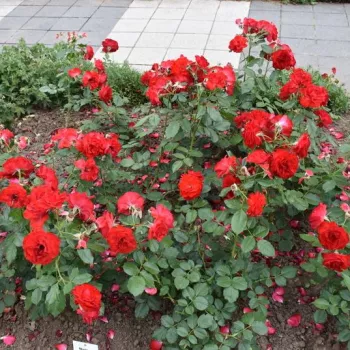 A szirmok homogén, telt fényű élénkpiros árnyalatúak. - virágágyi floribunda rózsa - nagyon gyenge, diszkrét illatú rózsa - illatjellemzés nem áll rendelkezésre