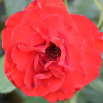 Online rózsa kertészet - piros - nagyon gyenge, diszkrét illatú rózsa - Royal Occasion - virágágyi floribunda rózsa - (70-95 cm)