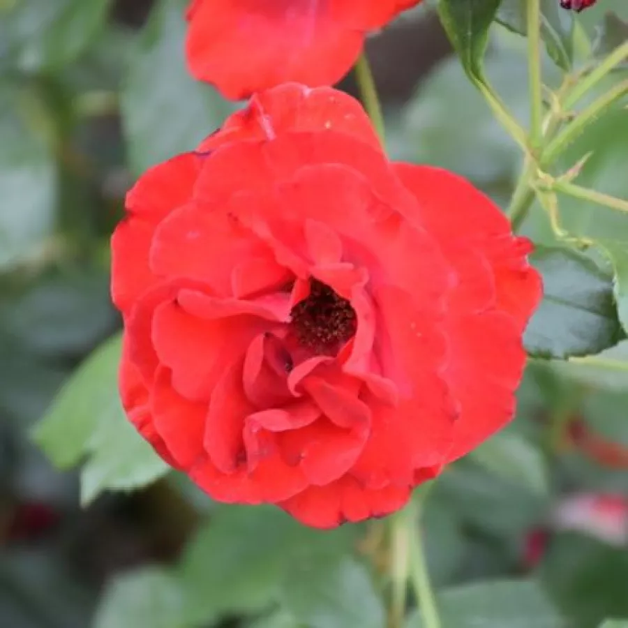 Róża o dyskretnym zapachu - Róża - Royal Occasion - sadzonki róż sklep internetowy - online