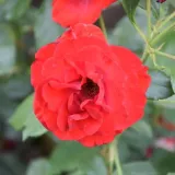 Ruža floribunda za gredice - ruža diskretnog mirisa - aroma manga - sadnice ruža - proizvodnja i prodaja sadnica - Rosa Royal Occasion - jarko crvena