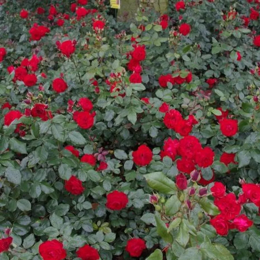 Vrtnica floribunda za cvetlično gredo - Roza - Royal Occasion - vrtnice online