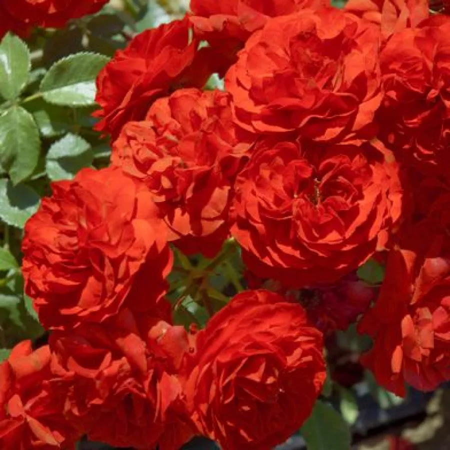 Karłowa - róża miniaturowa - Róża - Tilt Symphonie - sadzonki róż sklep internetowy - online