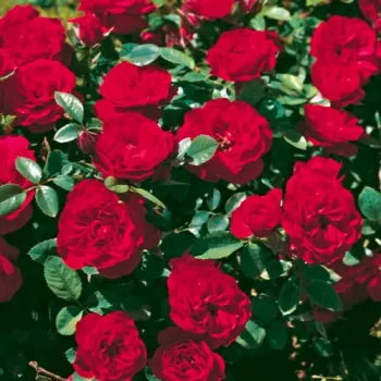 Rosa Tilt Symphonie - vörös - törpe - mini rózsa