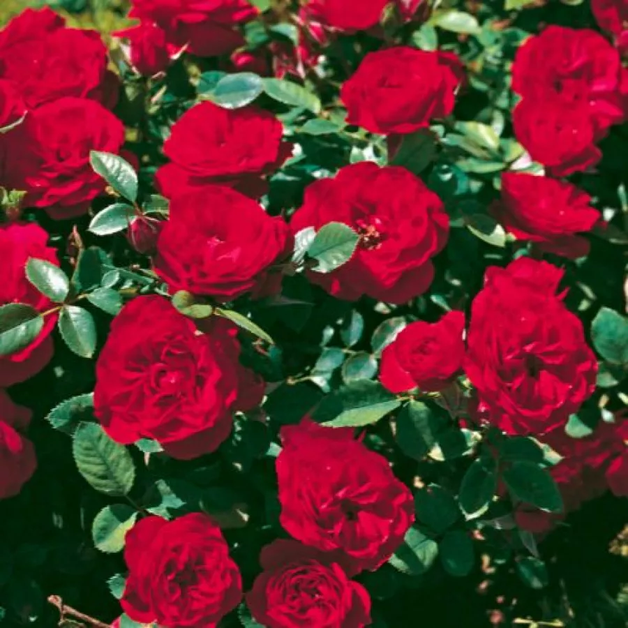 Csokros - Rózsa - Tilt Symphonie - kertészeti webáruház