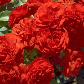 Nakup vrtnic na spletu - pritlikava - miniaturna vrtnica - vrtnica brez vonja - Tilt Symphonie - rdeča - (30-40 cm)