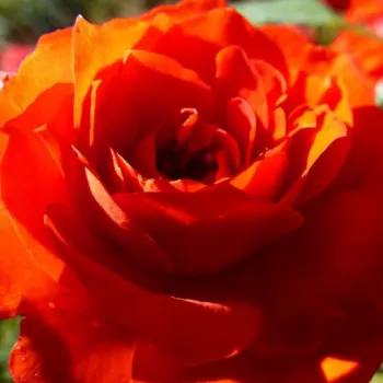 Rózsa rendelés online - narancssárga - illattalan rózsa - Orange Symphonie - törpe - mini rózsa - (45-55 cm)