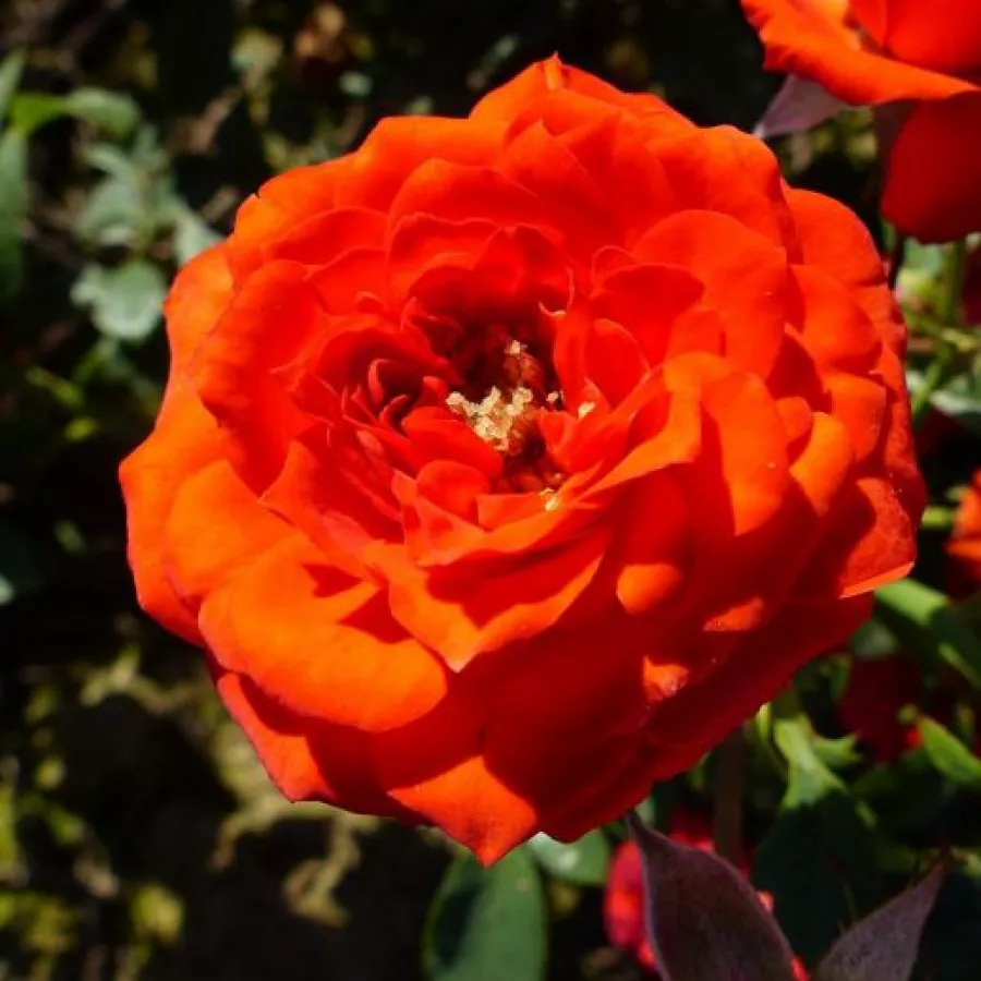 Törpe - mini rózsa - Rózsa - Orange Symphonie - online rózsa vásárlás