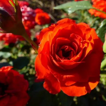 Rosa Orange Symphonie - orange - zwerg - minirose