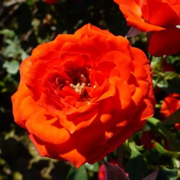 Narančasta - patuljasta - mini ruža   (30-50 cm)