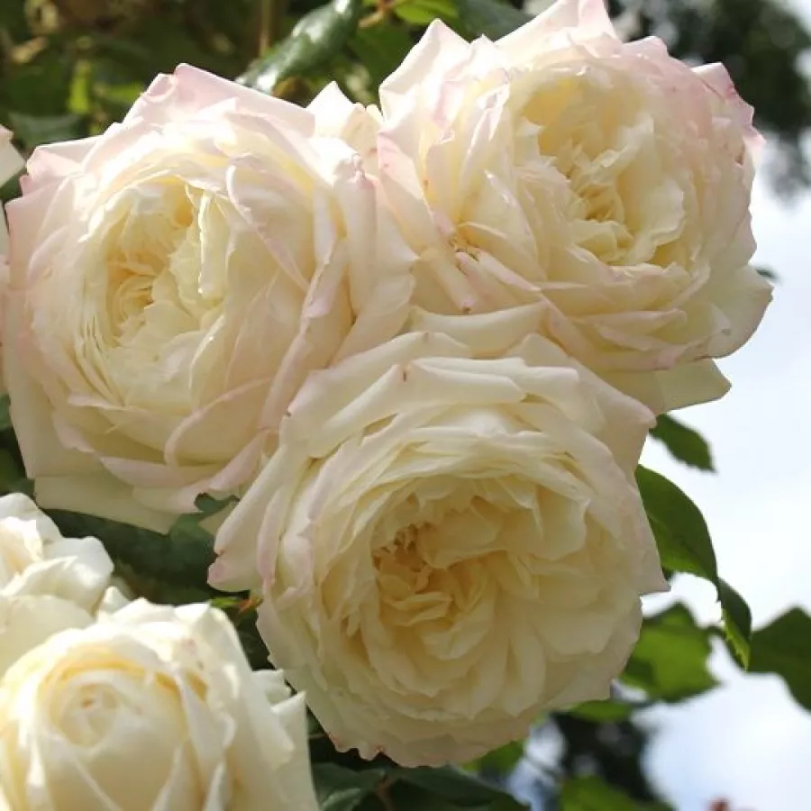 Biały - Róża - Alaska® - Szkółka Róż Rozaria