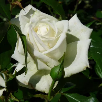 Rosa Alaska® - bela - Vrtnica plezalka - Climber