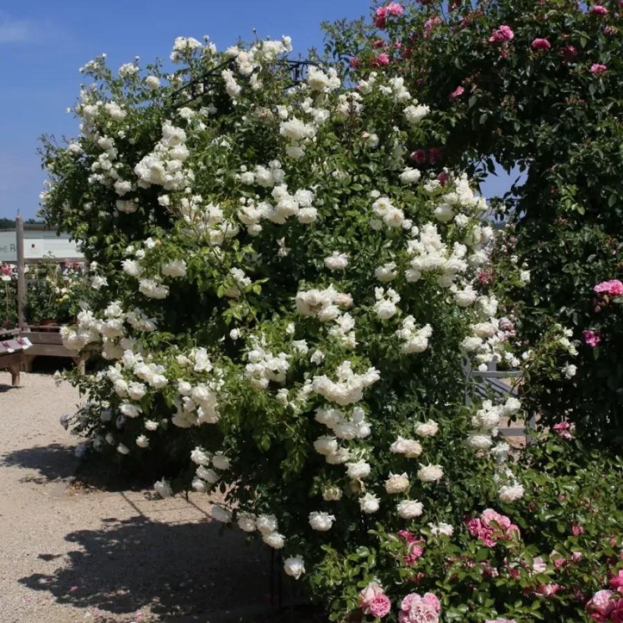 KORjoslio - Rosa - Alaska® - Produzione e vendita on line di rose da giardino
