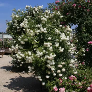 Krémovobiela - climber, popínavá ruža   (200-300 cm)