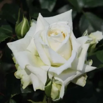 Rosa Alaska® - blanco - Árbol de Rosas Floribunda - rosal de pie alto- froma de corona llorona
