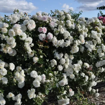 Krémově bílá - stromkové růže - Stromkové růže, květy kvetou ve skupinkách