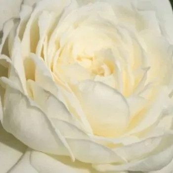 Rosa Alaska® - rosa de fragancia discreta - Árbol de Rosas Floribunda - rosal de pie alto - blanco - W. Kordes & Sons- froma de corona llorona - Rosal de árbol con multitud de flores que se abren en grupos no muy densos.