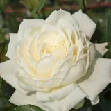 Stromčekové ruže - biely - Rosa Alaska® - mierna vôňa ruží - aróma grapefruitu