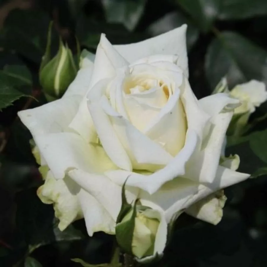 Diszkrét illatú rózsa - Rózsa - Alaska® - Online rózsa rendelés