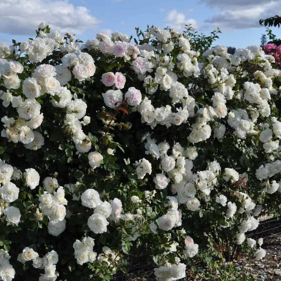 Plină, densă - Trandafiri - Alaska® - comanda trandafiri online
