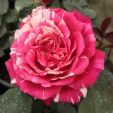 Rosiers hybrides de thé - rose - blanc - parfum discret - Rosa Best Impression® - Rosier achat en ligne
