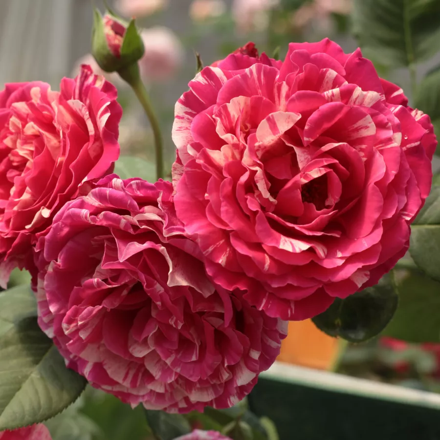 Różowy - biały - Róża - Best Impression® - Szkółka Róż Rozaria