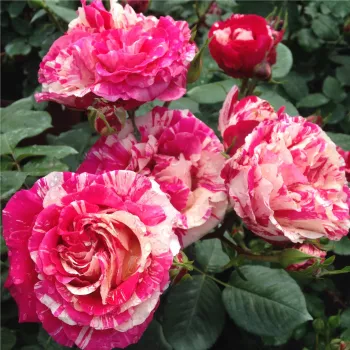 Rózsaszín - fehér csíkos - teahibrid rózsa - diszkrét illatú rózsa - damaszkuszi aromájú