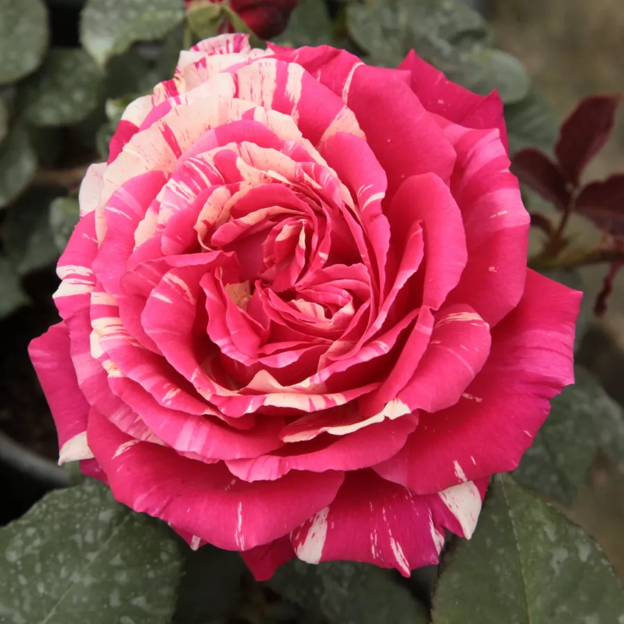 Pink - biela - Ruža - Best Impression® - 