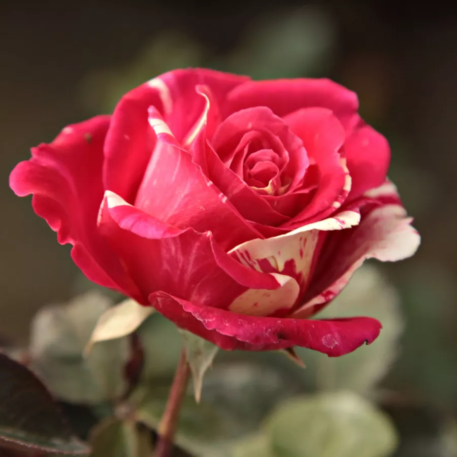 árbol de rosas híbrido de té – rosal de pie alto - Rosa - Best Impression® - rosal de pie alto