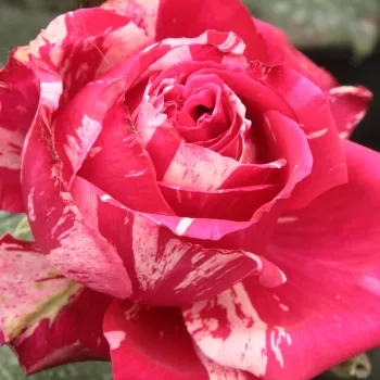 Rosa Best Impression® - rosa de fragancia discreta - Árbol de Rosas Híbrido de Té - rosal de pie alto - rosa - blanco - Hans Jürgen Evers- forma de corona de tallo recto - Rosal de árbol con forma de flor típico de las rosas de corte clásico.