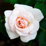 Fehér - törpe - mini rózsa - Online rózsa vásárlás - Rosa Lovely Symphonie - diszkrét illatú rózsa - barack aromájú
