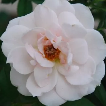 Rózsa kertészet - fehér - törpe - mini rózsa - Lovely Symphonie - diszkrét illatú rózsa - barack aromájú - (30-40 cm)