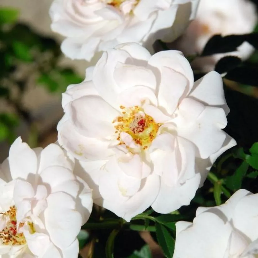 Fehér - Rózsa - Lovely Symphonie - Online rózsa rendelés