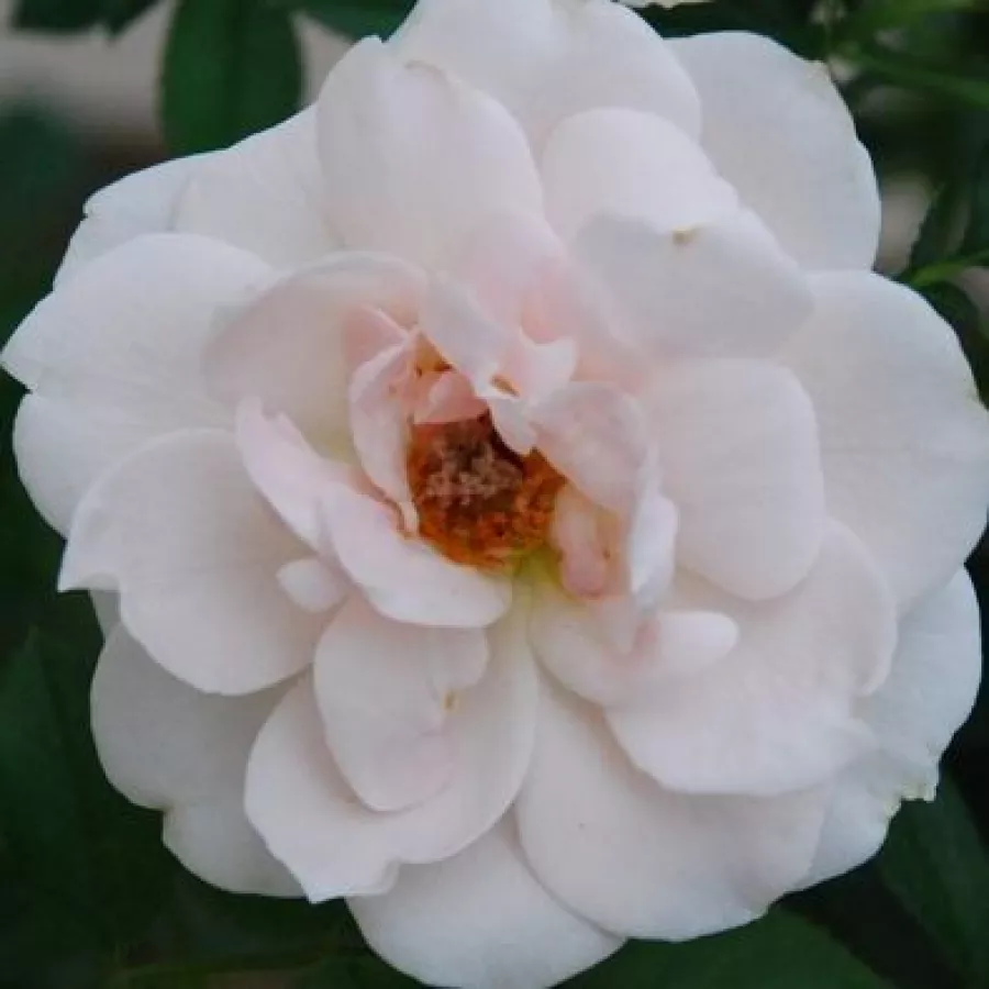 Miniature - Rózsa - Lovely Symphonie - Online rózsa rendelés
