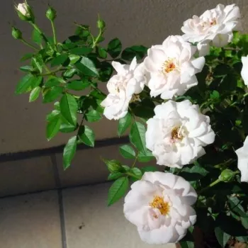 Rosa Lovely Symphonie - bijela - patuljasta - mini ruža