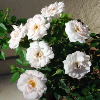 Fehér - törpe - mini rózsa - diszkrét illatú rózsa - barack aromájú