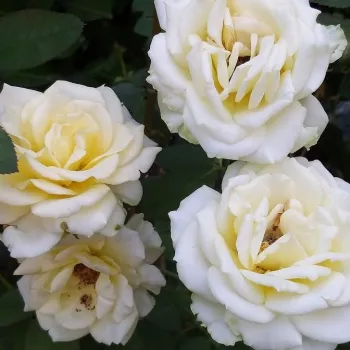 Halvány krémsárga alapszín, a közepe finom vajsárga beütéssel. - teahibrid rózsa - enyhe, visszafogott illatú rózsa - lágy, édes-gyümölcsös aromájú