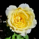 Teahibrid rózsa - diszkrét illatú rózsa - gyümölcsös aromájú - kertészeti webáruház - Rosa Isabelle Joerger - sárga