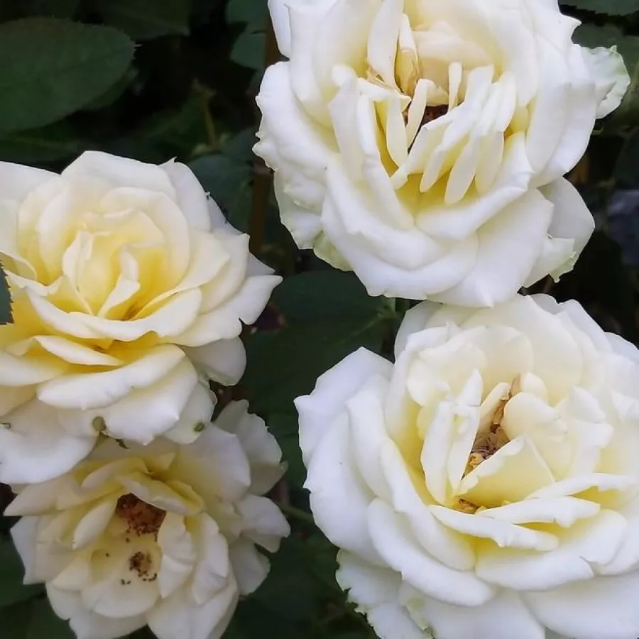 Rosales híbridos de té - Rosa - Isabelle Joerger - comprar rosales online