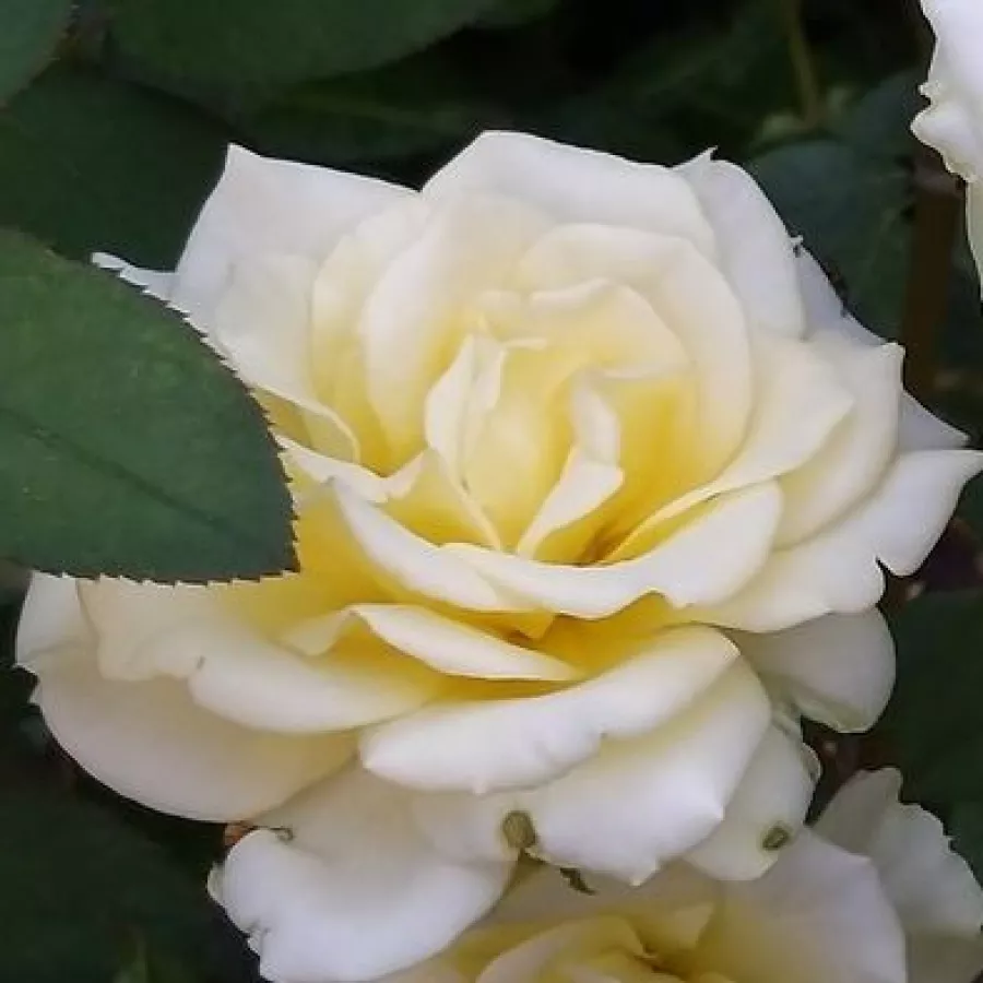 Diskreten vonj vrtnice - Roza - Isabelle Joerger - vrtnice - proizvodnja in spletna prodaja sadik