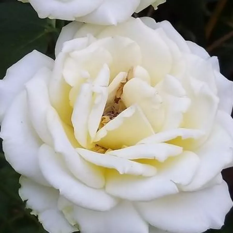 Csúcsos - Rózsa - Isabelle Joerger - online rózsa vásárlás