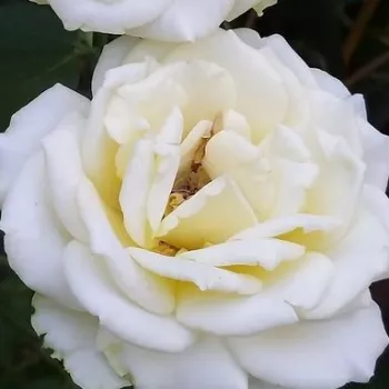 Krzewy róż sprzedam - hybrydowa róża herbaciana - róża o dyskretnym zapachu - owocowy zapach - Isabelle Joerger - żółty - (80-100 cm)