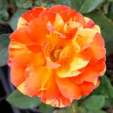 Rosales grandifloras floribundas - naranja amarillo - rosa de fragancia discreta - flor de lilo - Rosa Prime Time - Comprar rosales online